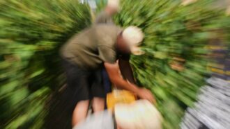 Copertina di Cade in un tino durante la vendemmia, morto un bracciante a Monastero Bormida (Asti)