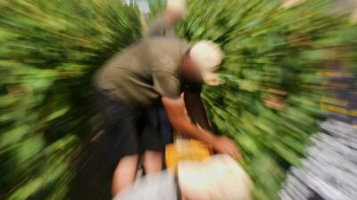 Copertina di Cade in un tino durante la vendemmia, morto un bracciante a Monastero Bormida (Asti)