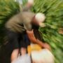 Copertina di Cade in un tino durante la vendemmia, morto un lavoratore di 50 a Monastero Bormida (Asti)
