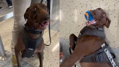 Copertina di “Se porto della sostanze stupefacenti in aeroporto posso incontrarlo?”: tutti pazzi per Bolt, il cane antidroga che ha conquistato il web