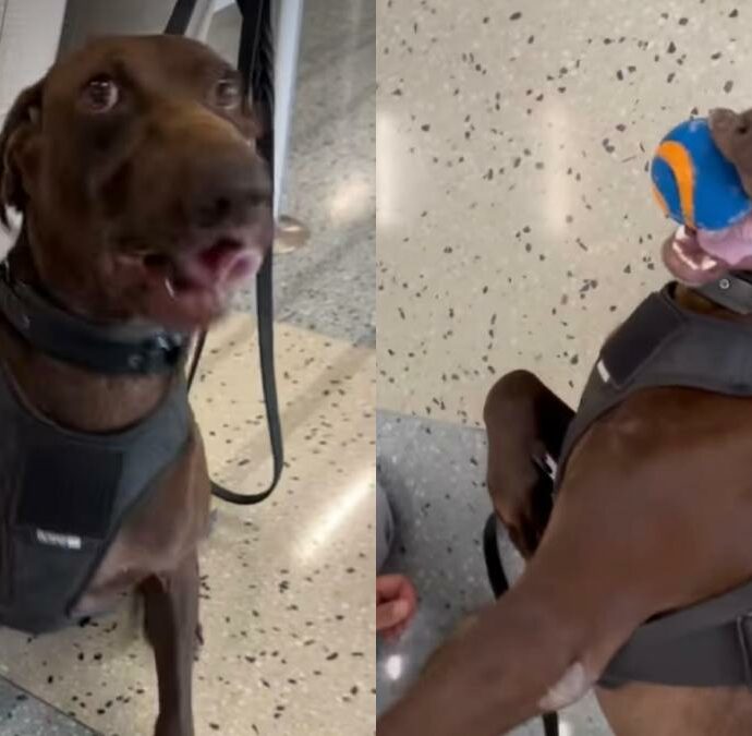“Se porto della sostanze stupefacenti in aeroporto posso incontrarlo?”: tutti pazzi per Bolt, il cane antidroga che ha conquistato il web