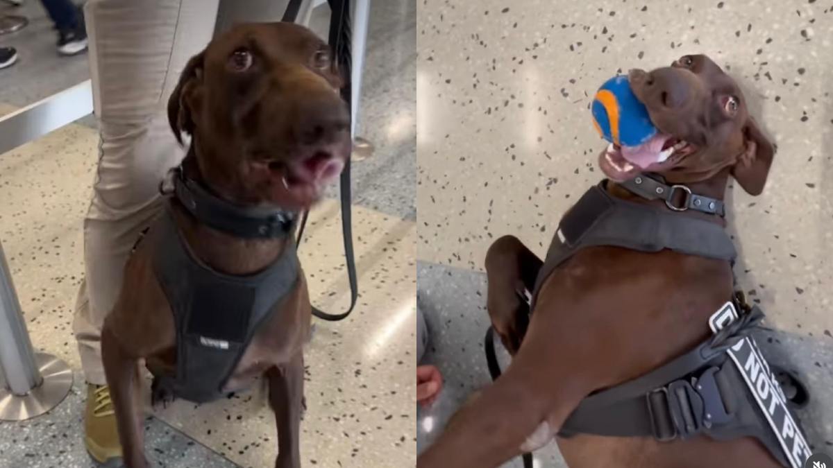 se porto della sostanze stupefacenti in aeroporto posso incontrarlo tutti pazzi per bolt il cane antidroga che ha conquistato il web da Ilfattoquotidiano.it se porto della sostanze stupefacenti in aeroporto posso incontrarlo tutti pazzi per bolt il cane antidroga che ha conquistato il web
