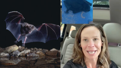 Copertina di “Un pipistrello stava cercando di infilarsi tra le mie labbra. Ho allungato la mano verso la bocca e ho toccato qualcosa di viscido e peloso”: la storia di Krista Edelman
