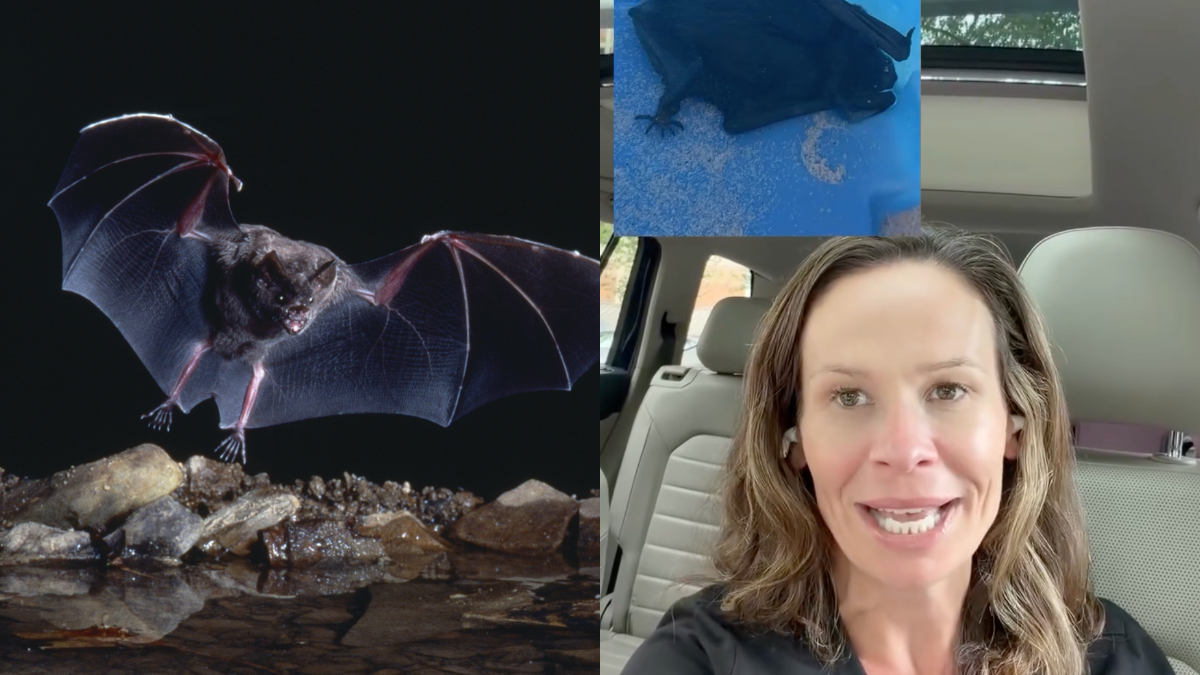 un pipistrello stava cercando di infilarsi tra le mie labbra ho allungato la mano verso la bocca e ho toccato qualcosa di viscido e peloso la storia di krista edelman da Ilfattoquotidiano.it un pipistrello stava cercando di infilarsi tra le mie labbra ho allungato la mano verso la bocca e ho toccato qualcosa di viscido e peloso la storia di krista edelman