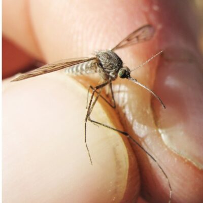 Copertina di West Nile, 432 casi in Italia, 17 morti: secondo decesso a Oristano. “Caldo e siccità alimentano la circolazione”