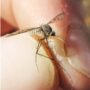 Copertina di West Nile, 432 casi in Italia, 17 morti: secondo decesso a Oristano. “Caldo e siccità alimentano la circolazione”