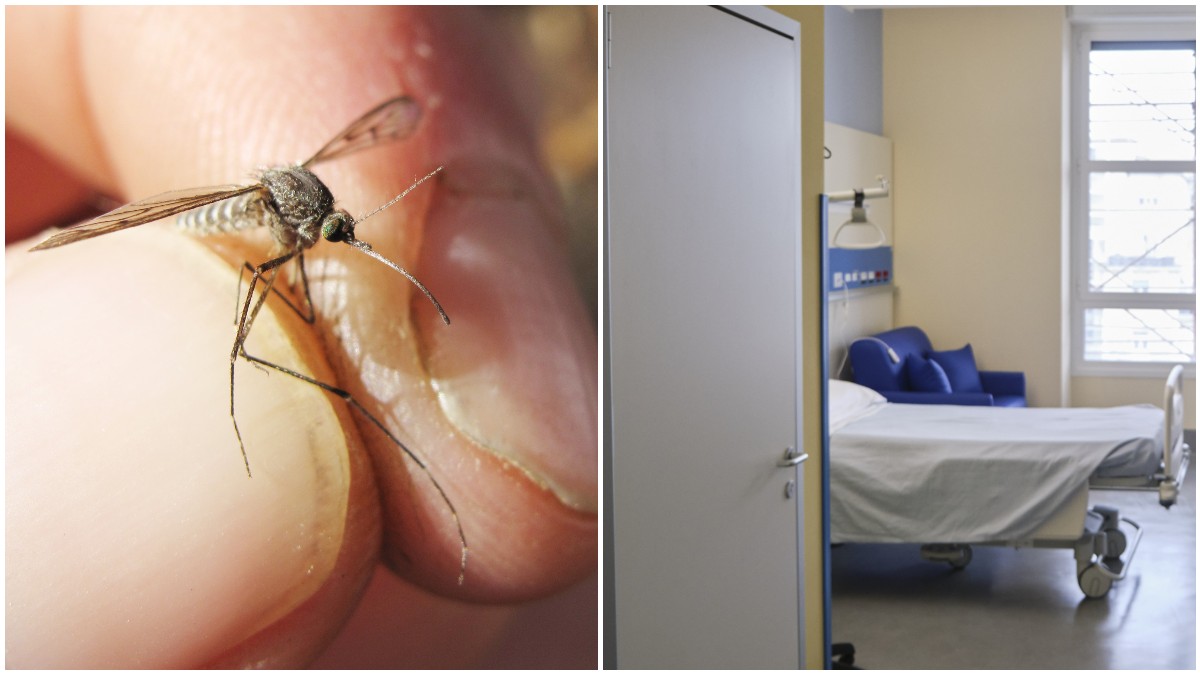 west nile 8211 432 casi in italia 17 morti secondo decesso a oristano caldo e siccit224 alimentano la circolazione da Ilfattoquotidiano.it west nile 8211 432 casi in italia 17 morti secondo decesso a oristano caldo e siccit224 alimentano la circolazione