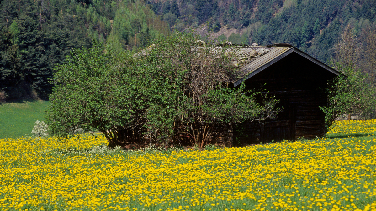 https://st.ilfattoquotidiano.it/wp-content/uploads/2026/08/30/baita_montagna_1200x675.jpg