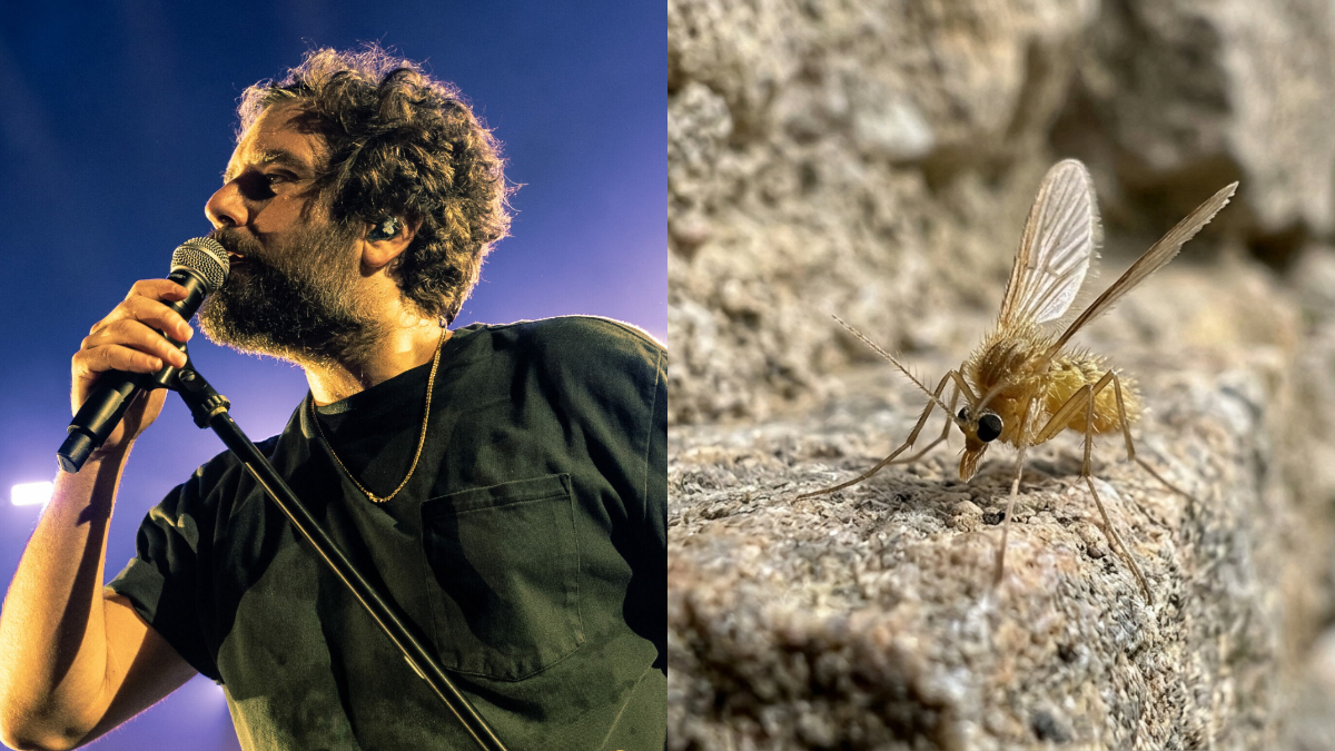 un pappatacio ha deciso di pungermi trasmettendomi il toscana virus sono in via di guarigione ma non ancora al massimo lo rivela tommaso paradiso da Ilfattoquotidiano.it un pappatacio ha deciso di pungermi trasmettendomi il toscana virus sono in via di guarigione ma non ancora al massimo lo rivela tommaso paradiso