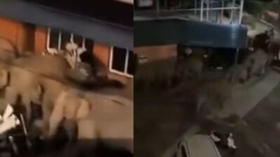 Copertina di Cinquanta elefanti invadono un villaggio durante la notte, quello che succede sorprende gli abitanti: “Non ne avevamo mai visti così tanti in vent’anni”