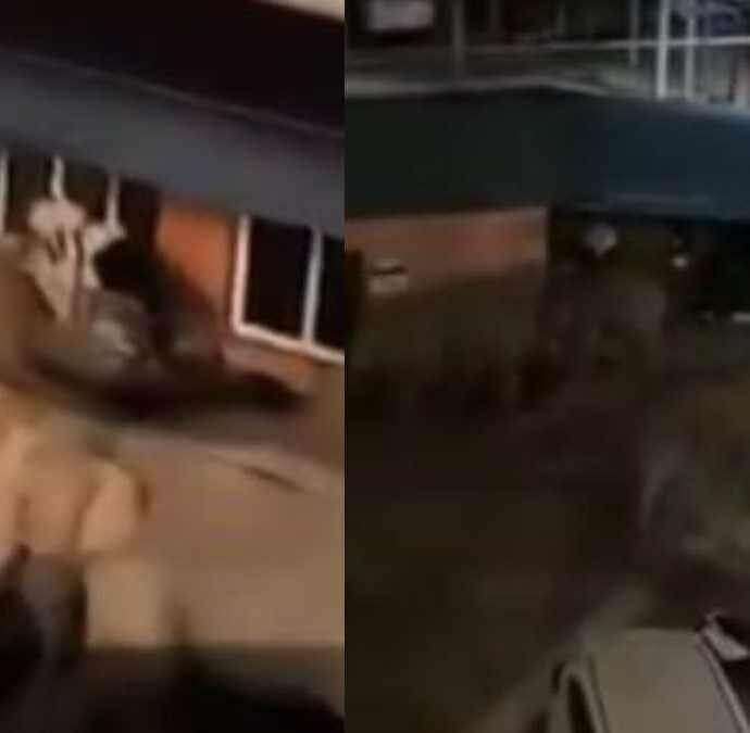 Cinquanta elefanti invadono un villaggio durante la notte, quello che succede sorprende gli abitanti: “Non ne avevamo mai visti così tanti in vent’anni”