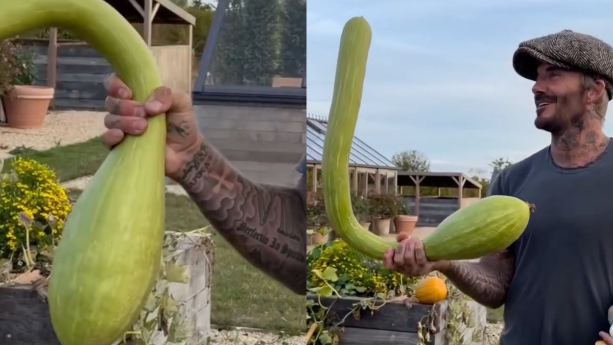 david beckham appare in campagna con una enorme zucca in mano la moglie victoria maliziosa lo prende in giro non ne ho mai vista una di quella forma 232 una nuova verdura da Ilfattoquotidiano.it david beckham appare in campagna con una enorme zucca in mano la moglie victoria maliziosa lo prende in giro non ne ho mai vista una di quella forma 232 una nuova verdura