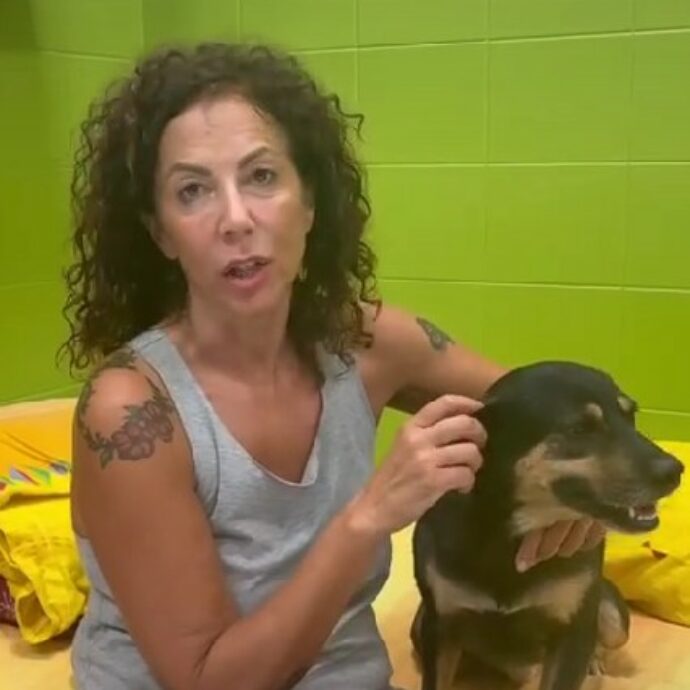 Il cane Diego, soprannominato ‘l’Hachiko italiano’, è stato abbandonato dai nuovi proprietari