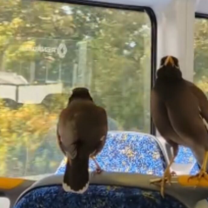 “Quei due uccelli? Non si preoccupi, prendono il treno ogni giorno”: le maine pendolari che sanno dove salire e quando scendere (VIDEO)
