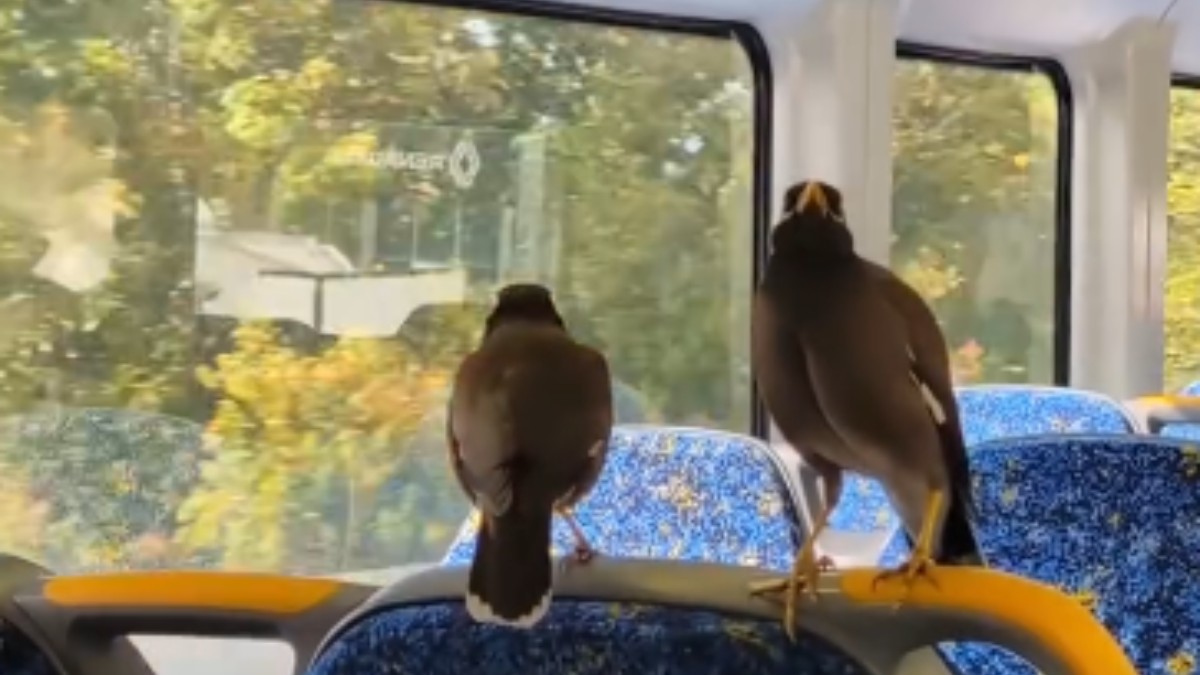 quei due uccelli non si preoccupi prendono il treno ogni giorno le maine pendolari che sanno dove salire e quando scendere video da Ilfattoquotidiano.it quei due uccelli non si preoccupi prendono il treno ogni giorno le maine pendolari che sanno dove salire e quando scendere video
