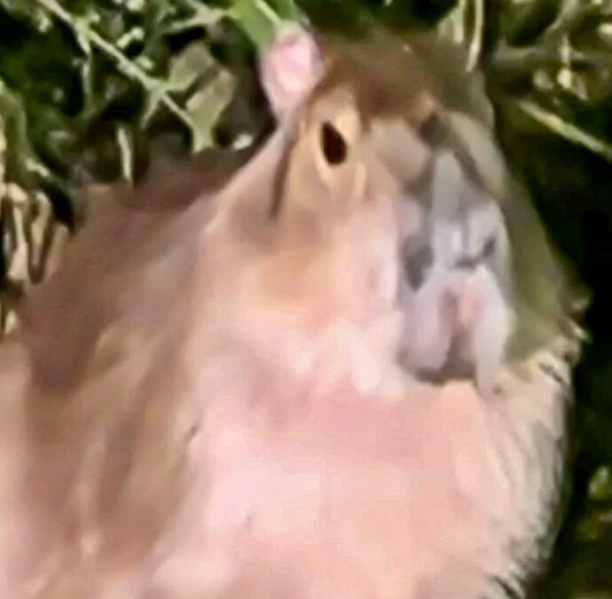 “Samba è ancora viva”: dopo cinque mesi spunta una foto della capibara scappata dallo zoo. Era sfuggita a droni, cani e fototrappole