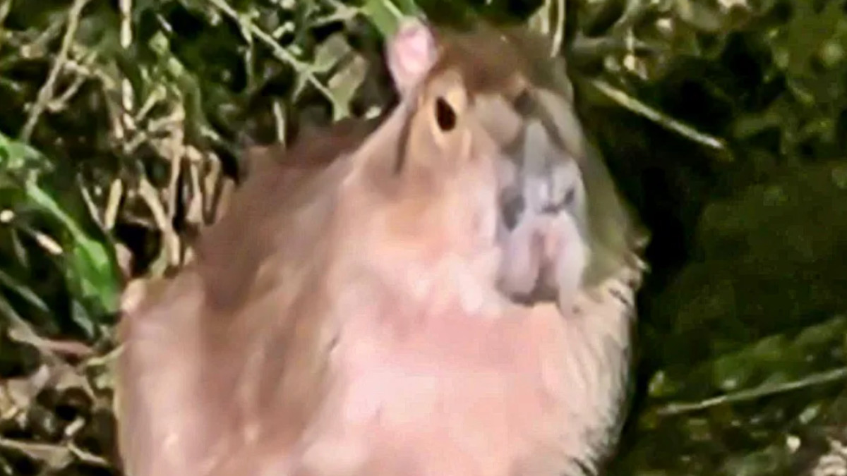 samba 232 ancora viva dopo cinque mesi spunta una foto della capibara scappata dallo zoo era sfuggita a droni cani e fototrappole da Ilfattoquotidiano.it samba 232 ancora viva dopo cinque mesi spunta una foto della capibara scappata dallo zoo era sfuggita a droni cani e fototrappole