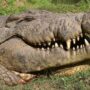 Copertina di Testa di coccodrillo essiccata nel bagaglio, passeggero denunciato a Torino Caselle