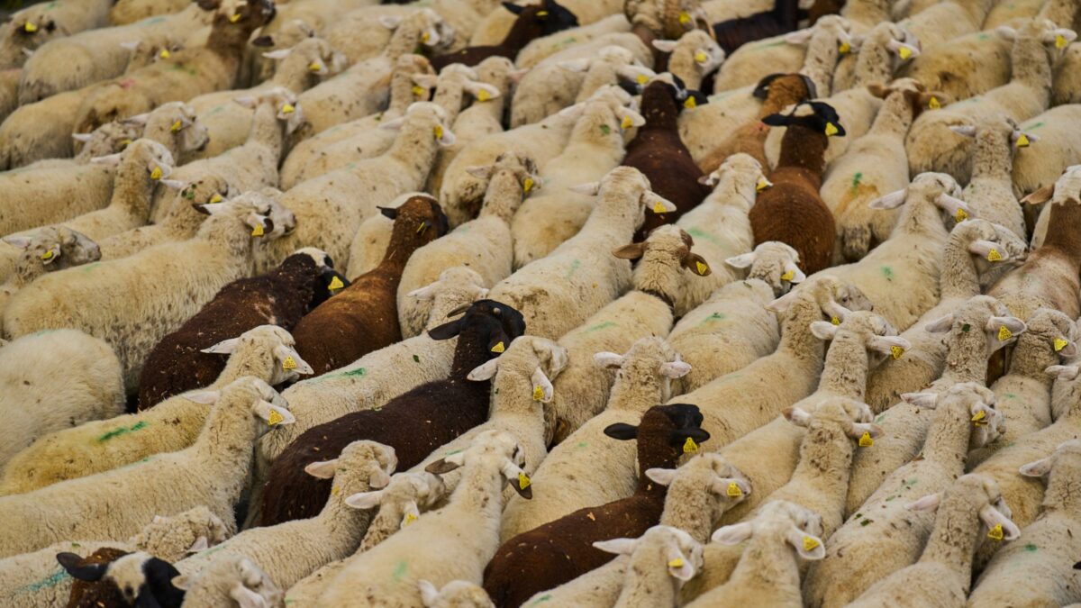 non 232 un sistema di marcatura adeguato per capre e pecore gli allevatori veneti protestano contro la nuova normativa regionale sulla marcatura di ovini e caprini da Ilfattoquotidiano.it non 232 un sistema di marcatura adeguato per capre e pecore gli allevatori veneti protestano contro la nuova normativa regionale sulla marcatura di ovini e caprini