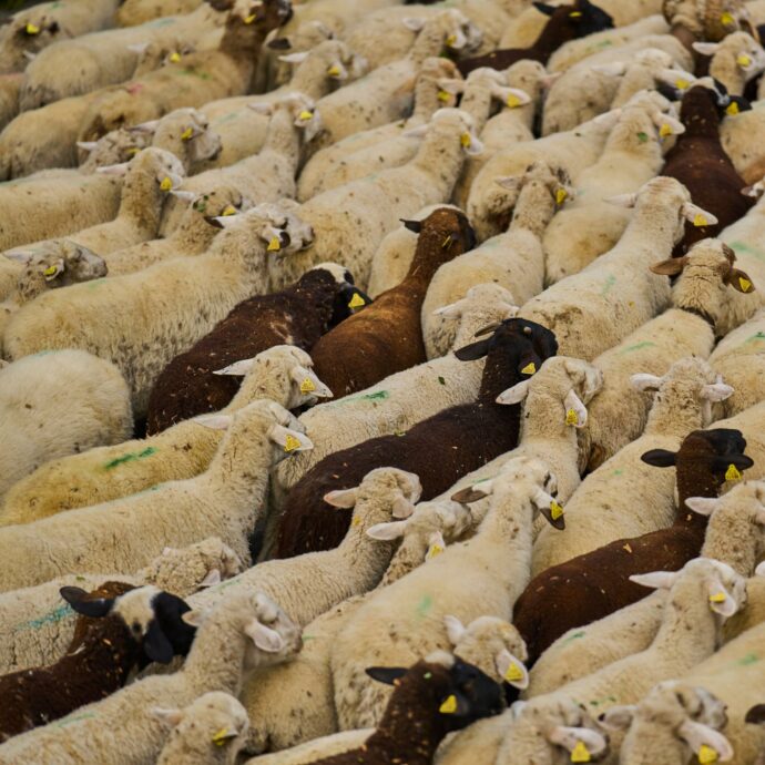 “Non è un sistema di marcatura adeguato per capre e pecore”: gli allevatori veneti protestano contro la nuova normativa regionale sulla marcatura di ovini e caprini