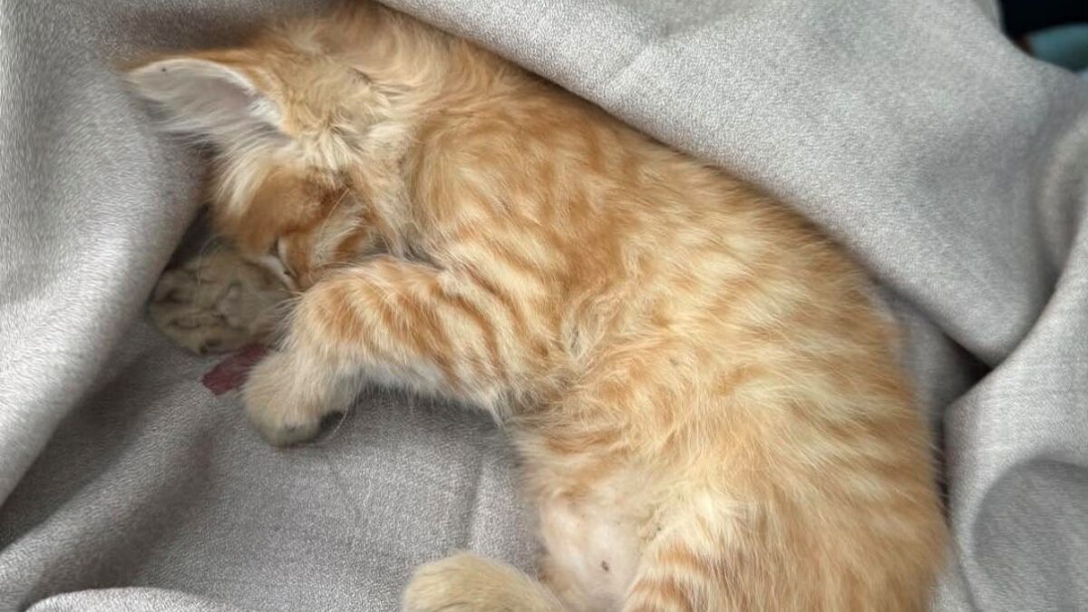 Gatto di pochi mesi lanciato fuori dal finestrino di un’auto. I volontari sotto choc: “Pensiamo che solo una persona molto malata possa commettere un gesto simile”