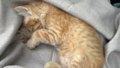 Copertina di Gatto di pochi mesi lanciato fuori dal finestrino di un’auto. I volontari sotto choc: “Pensiamo che solo una persona molto malata possa commettere un gesto simile”