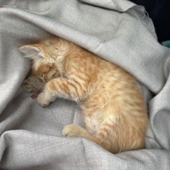 Gatto di pochi mesi lanciato fuori dal finestrino di un’auto. I volontari sotto choc: “Pensiamo che solo una persona molto malata possa commettere un gesto simile”