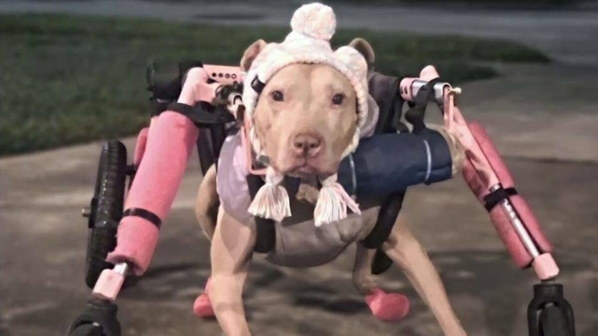 Rubano la carozzina a Baby, un’anziana pitbull della Florida: ora lei può tornare a muoversi grazie alla beneficenza