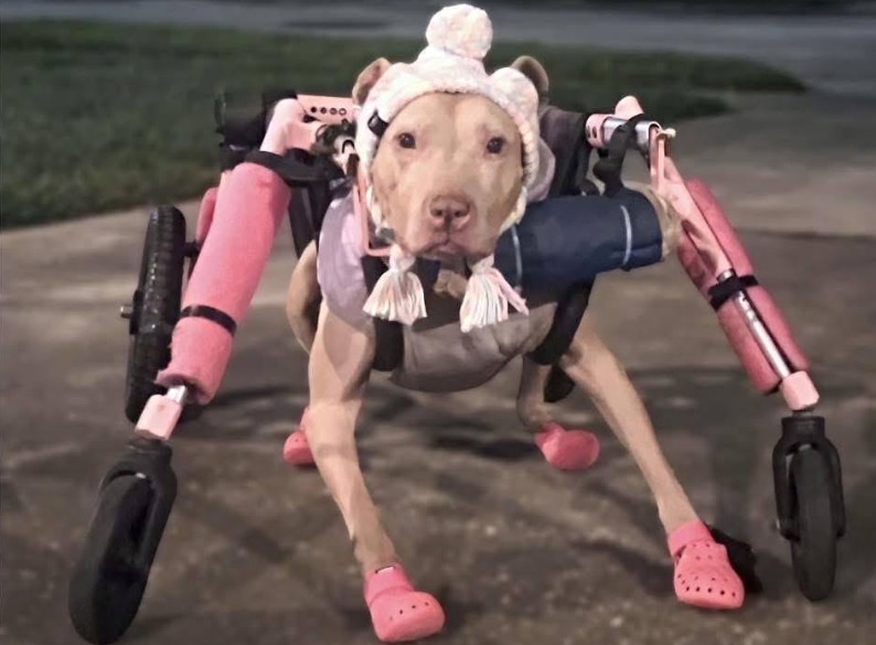 rubano la carozzina a baby un8217anziana pitbull della florida ora lei pu242 tornare a muoversi grazie alla beneficenza da Ilfattoquotidiano.it rubano la carozzina a baby un8217anziana pitbull della florida ora lei pu242 tornare a muoversi grazie alla beneficenza