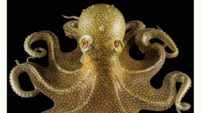 Copertina di Il polpo che ci ha salvato dal granchio blu: una creatura straordinaria
