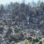 Copertina di Volontario della Protezione civile arrestato per otto incendi dolosi nel Gargano. I sindaci: “Chiarire il movente di un’azione così grave”