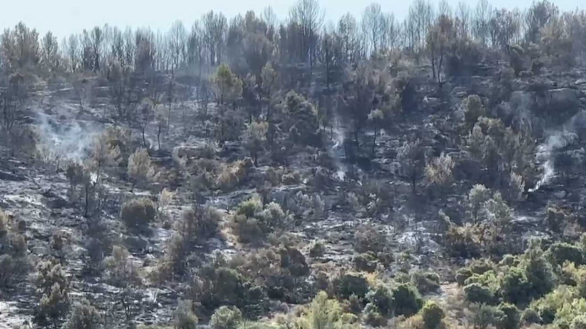 volontario della protezione civile arrestato per otto incendi dolosi nel gargano i sindaci chiarire il movente di un8217azione cos236 grave da Ilfattoquotidiano.it volontario della protezione civile arrestato per otto incendi dolosi nel gargano i sindaci chiarire il movente di un8217azione cos236 grave