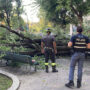 Copertina di Cade un albero in Piazza Risorgimento a Milano, tre persone ferite. L’intervento dei vigili del fuoco