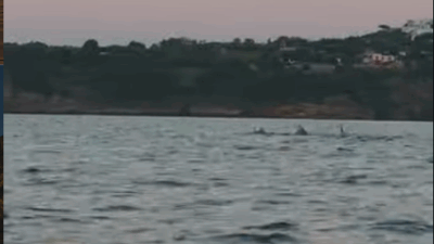 Copertina di “Sono stati pochi minuti di pura meraviglia”: un gruppo di delfini nuota tra i kayak dei turisti, l’incontro a sorpresa nel mare di Procida – VIDEO