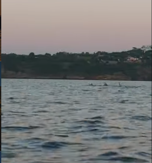 “Sono stati pochi minuti di pura meraviglia”: un gruppo di delfini nuota tra i kayak dei turisti, l’incontro a sorpresa nel mare di Procida – VIDEO