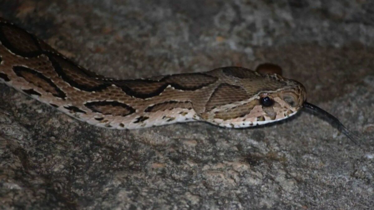 “Pensava fosse una lucertola innocua, invece era una vipera”: bambino di 6 anni morso a un dito e portato in ospedale