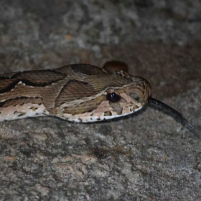 “Pensava fosse una lucertola innocua, invece era una vipera”: bambino di 6 anni morso a un dito e portato in ospedale