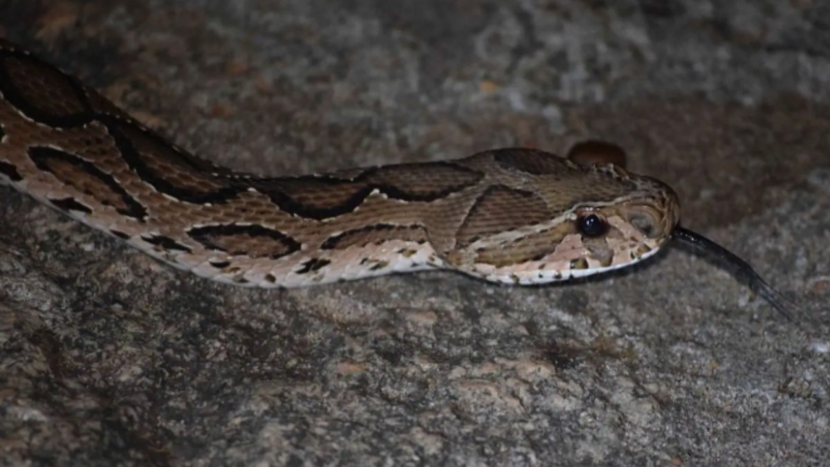 pensava fosse una lucertola innocua invece era una vipera bambino di 6 anni morso a un dito e portato in ospedale da Ilfattoquotidiano.it pensava fosse una lucertola innocua invece era una vipera bambino di 6 anni morso a un dito e portato in ospedale