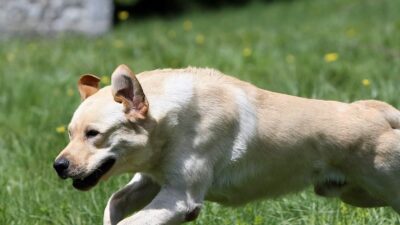 Copertina di È morto Marley, il labrador utilizzato per la ricerca dei dispersi nel terremoto del 2016 e dopo il crollo del ponte Morandi