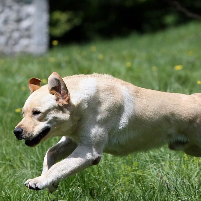 È morto Marley, il labrador utilizzato per la ricerca dei dispersi nel terremoto del 2016 e dopo il crollo del ponte Morandi