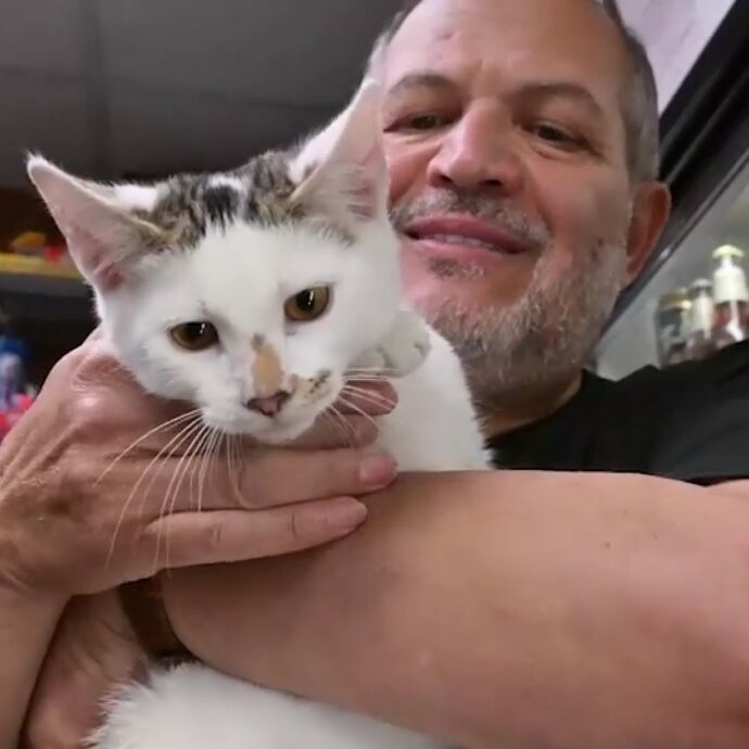 “Mi ha visto e mi è saltato addosso! Sa che sono il suo padrone. Sono suo padre”: la gioia dell’uomo che a Brooklyn ha ritrovato il gattino che gli era stato rubato