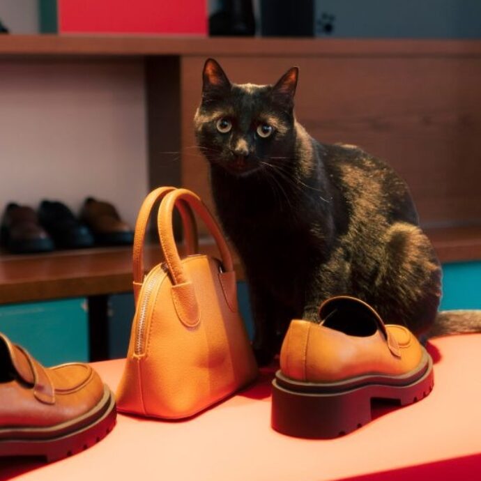 Chi decide se una scarpa è davvero comoda? I gatti: siamo stati nel cat café di Milano dove annusano, scelgono e si addormentano sui nuovi modelli