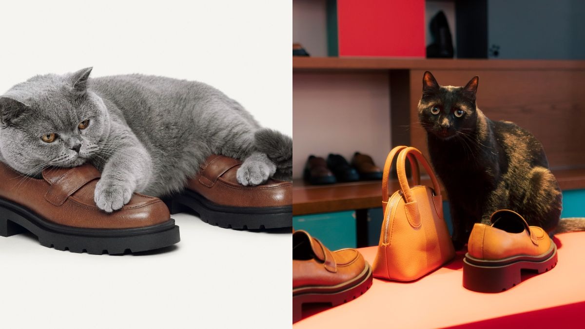chi decide se una scarpa 232 davvero comoda i gatti siamo stati nel cat caf233 di milano dove annusano scelgono e si addormentano sui nuovi modelli da Ilfattoquotidiano.it chi decide se una scarpa 232 davvero comoda i gatti siamo stati nel cat caf233 di milano dove annusano scelgono e si addormentano sui nuovi modelli
