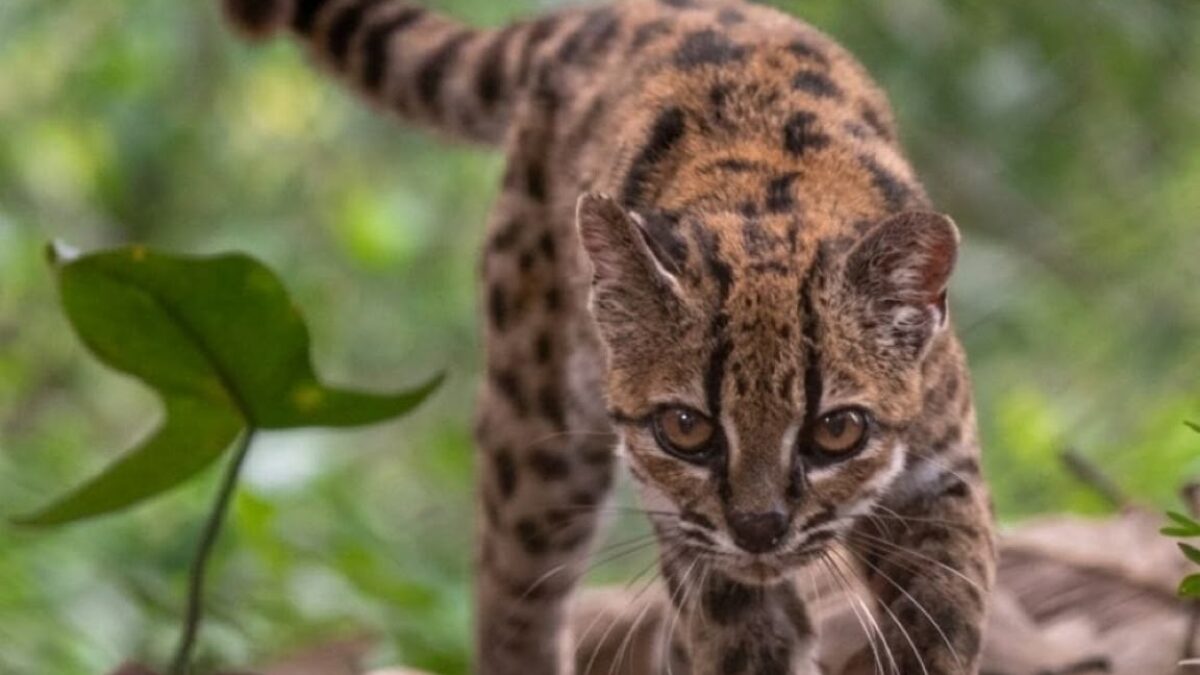 “Non ci saremmo mai aspettati che questo gatto tigre boliviano fosse una specie a sé stante”: la straordinaria scoperta scientifica fatta dai ricercatori