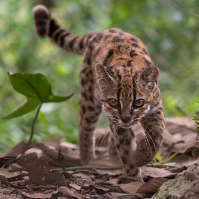 “Non ci saremmo mai aspettati che questo gatto tigre boliviano fosse una specie a sé stante”: la straordinaria scoperta scientifica fatta dai ricercatori