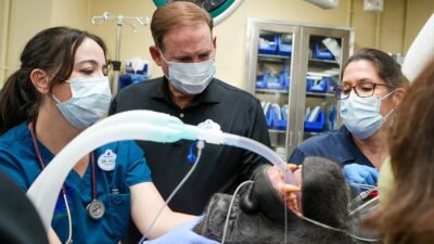 Copertina di Il gorilla Bakari viene sottoposto ai controlli di routine e i visitatori assistono da dietro un vetro: “Che esperienza incredibile”