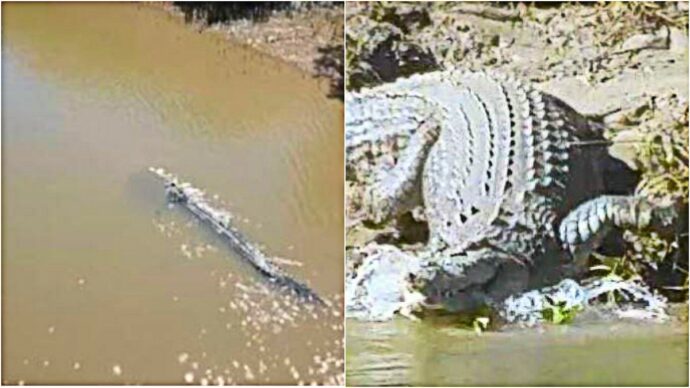 Le gare di canottaggio nel fiume infestato dai coccodrilli marini: panico e polemiche in vista delle Olimpiadi di Brisbane. Il primo test? Lo fanno gli studenti