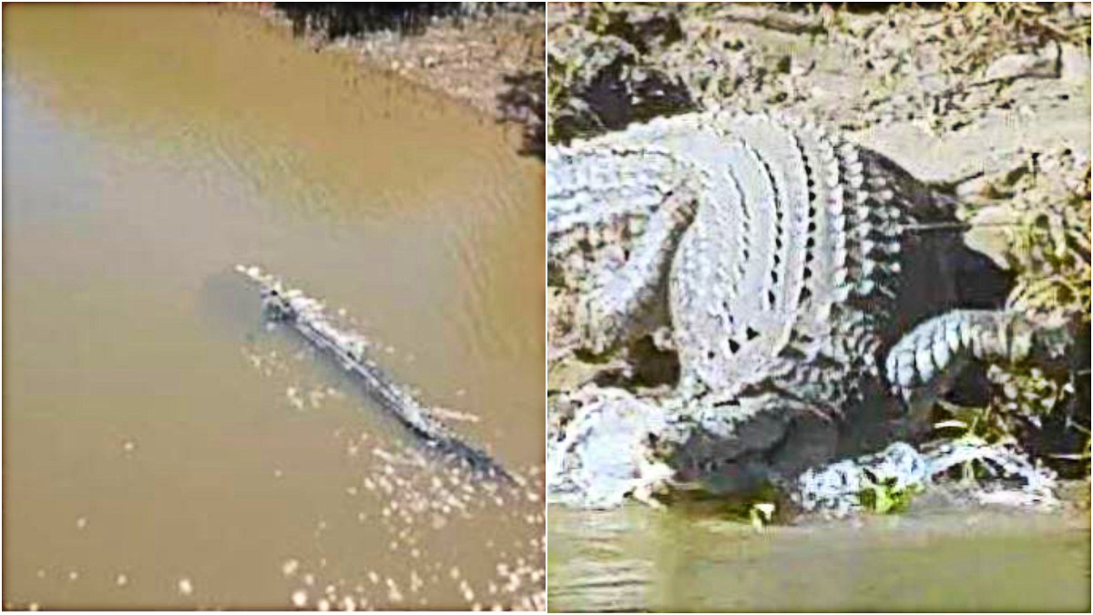 le gare di canottaggio nel fiume infestato dai coccodrilli marini panico e polemiche in vista delle olimpiadi di brisbane il primo test lo fanno gli studenti da Ilfattoquotidiano.it le gare di canottaggio nel fiume infestato dai coccodrilli marini panico e polemiche in vista delle olimpiadi di brisbane il primo test lo fanno gli studenti