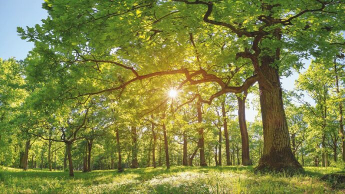 “Le querce possono risanare  veleni e disastri industriali”