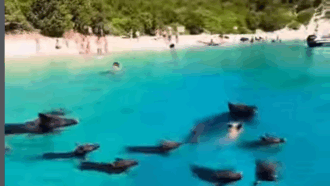 Copertina di “Ennesima idiozia, si rischiano leptospirosi e infezioni. Quell’acqua è contaminata da feci e urina degli animali”: l’ira di Bassetti per “Pig Beach”, l’isola dove si nuota tra i maiali